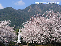 島原観音公園の桜