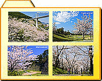 桜（さくら）の壁紙